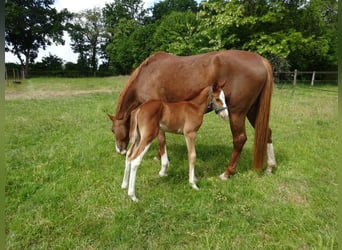 Hanoverian, Stallion, Foal (05/2025), Chestnut-Red