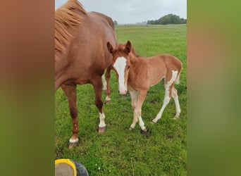 Hanoverian, Stallion, Foal (05/2025), Chestnut-Red