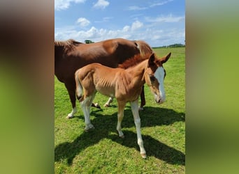 Hanoverian, Stallion, Foal (05/2025), Chestnut-Red