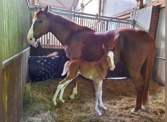 Hanoverian, Stallion, Foal (05/2025), Chestnut-Red