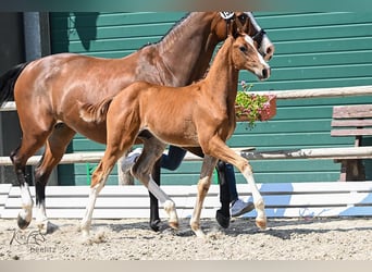 Hanoverian, Stallion, Foal (04/2025), Chestnut-Red