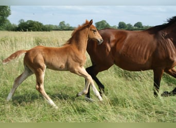 Hanoverian, Stallion, , Chestnut-Red