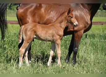 Hanoverian, Stallion, , Chestnut-Red