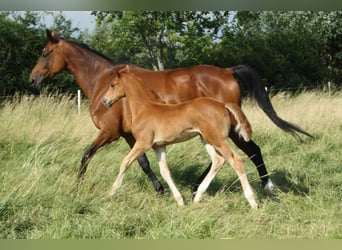 Hanoverian, Stallion, , Chestnut-Red