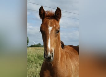 Hanoverian, Stallion, , Chestnut-Red