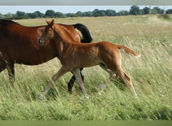 Hanoverian, Stallion, , Chestnut-Red