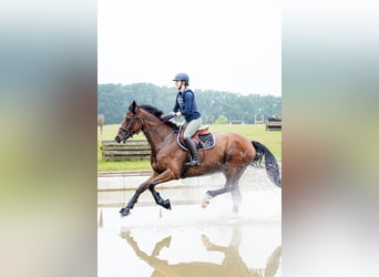 Hanoverian, Stallion, , Chestnut-Red