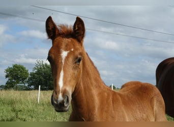 Hanoverian, Stallion, , Chestnut-Red