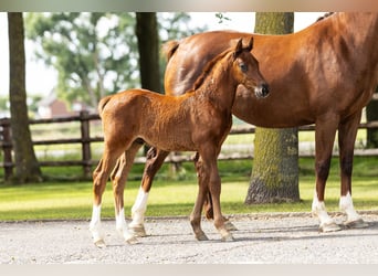 Hanoverian, Stallion, Foal (06/2025), Chestnut-Red