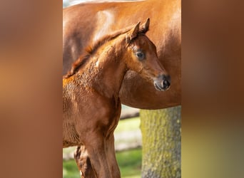 Hanoverian, Stallion, Foal (06/2025), Chestnut-Red
