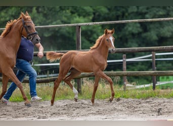 Hanoverian, Stallion, Foal (03/2026), Chestnut-Red