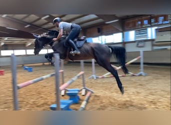 Hanoverian, Stallion, , Chestnut-Red