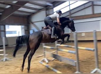 Hanoverian, Stallion, , Chestnut-Red