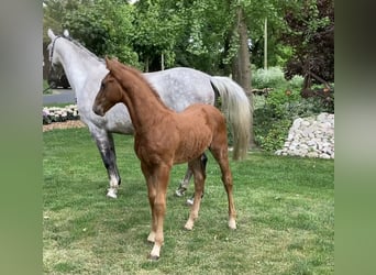 Hanoverian, Stallion, , Chestnut-Red
