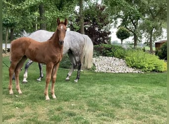 Hanoverian, Stallion, , Chestnut-Red