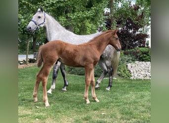 Hanoverian, Stallion, , Chestnut-Red
