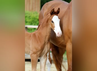 Hanoverian, Stallion, , Chestnut-Red