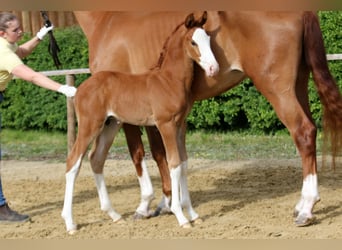 Hanoverian, Stallion, , Chestnut-Red