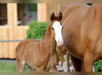 Hanoverian, Stallion, , Chestnut-Red