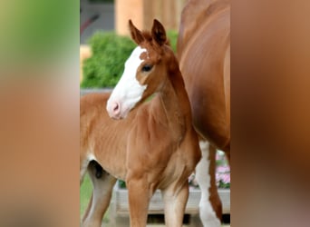 Hanoverian, Stallion, , Chestnut-Red