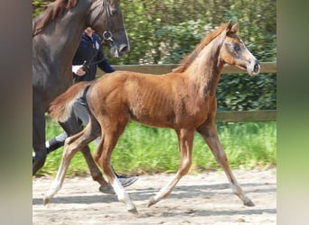Hanoverian, Stallion, Foal (02/2024), Chestnut