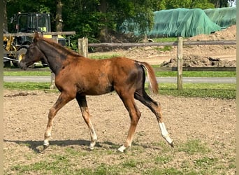 Hanoverian, Stallion, Foal (02/2024), Chestnut