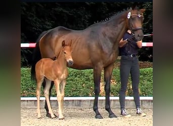 Hanoverian, Stallion, Foal (06/2025), Chestnut