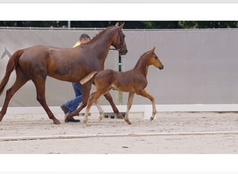 Hanoverian, Stallion, Foal (05/2024), Chestnut