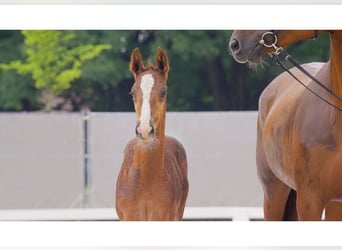 Hanoverian, Stallion, Foal (05/2024), Chestnut