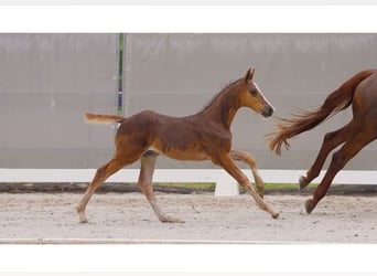 Hanoverian, Stallion, Foal (05/2024), Chestnut