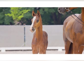 Hanoverian, Stallion, Foal (05/2024), Chestnut