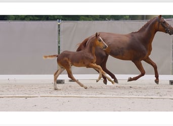 Hanoverian, Stallion, Foal (05/2024), Chestnut