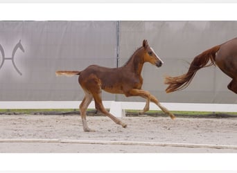 Hanoverian, Stallion, Foal (05/2024), Chestnut