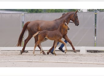 Hanoverian, Stallion, Foal (05/2024), Chestnut