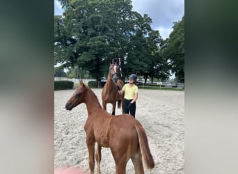 Hanoverian, Stallion, Foal (05/2025), Chestnut