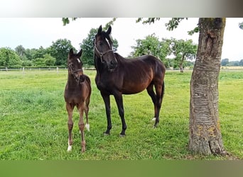 Hanoverian, Stallion, Foal (04/2025)