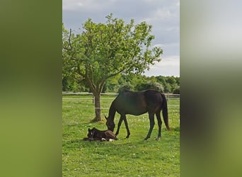 Hanoverian, Stallion, Foal (04/2025)