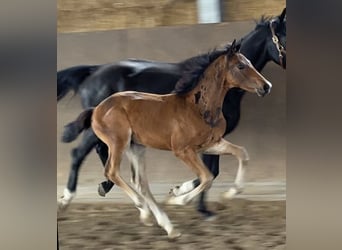 Hanoverian, Stallion, Foal (05/2025)