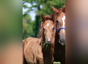 Hanoverian, Stallion, 