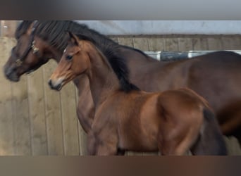 Hanoverian, Stallion, Foal (01/2026)