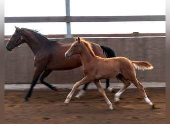 Hanoverian, Stallion, Foal (01/2026)