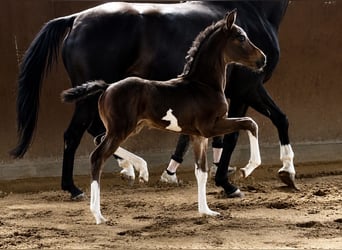 Hanoverian, Stallion, Foal (07/2026)
