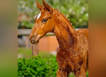 Hanoverian, Stallion, 