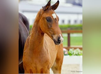 Hanoverian, Stallion, 
