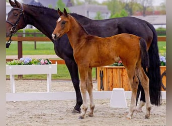 Hanoverian, Stallion, 
