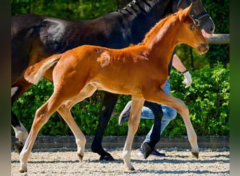 Hanoverian, Stallion, 