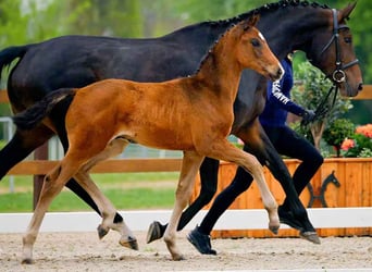 Hanoverian, Stallion, 