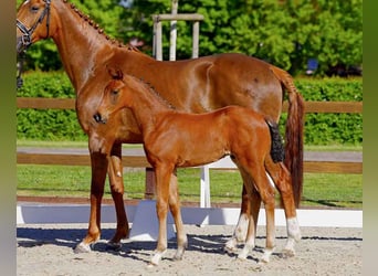 Hanoverian, Stallion, 