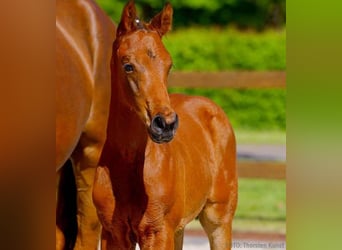 Hanoverian, Stallion, 