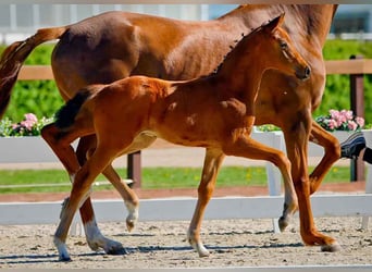 Hanoverian, Stallion, 